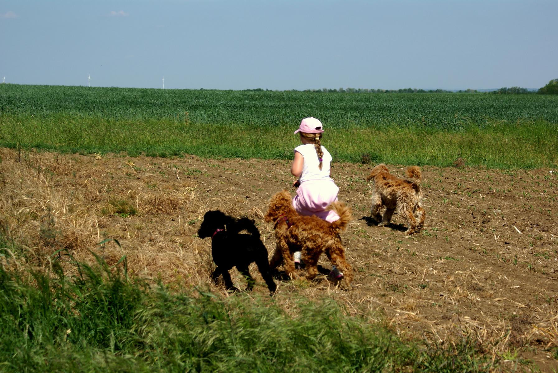australian labradoodle